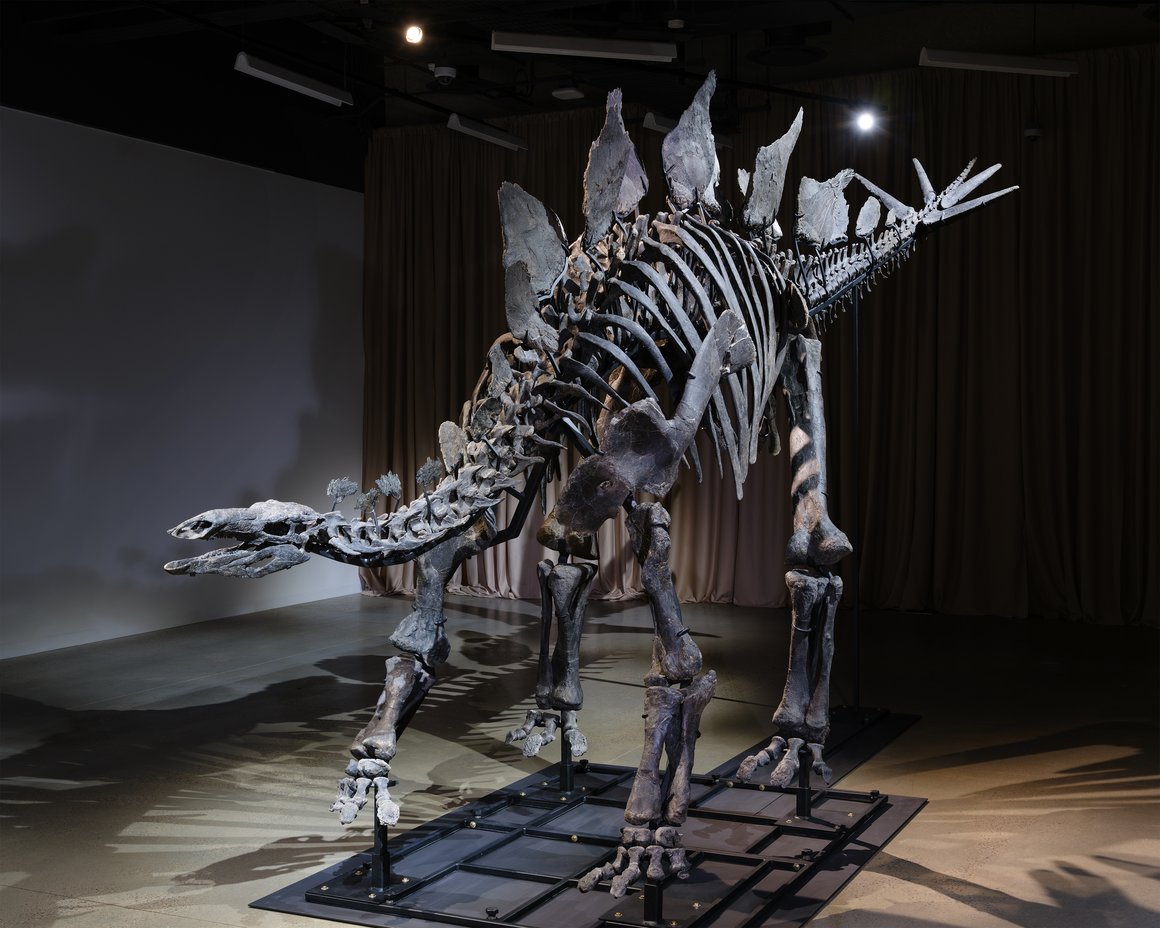 A stegosaurus on display in a museum.