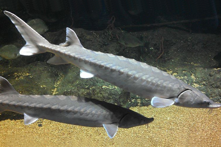 Two Atlantic sturgeon.