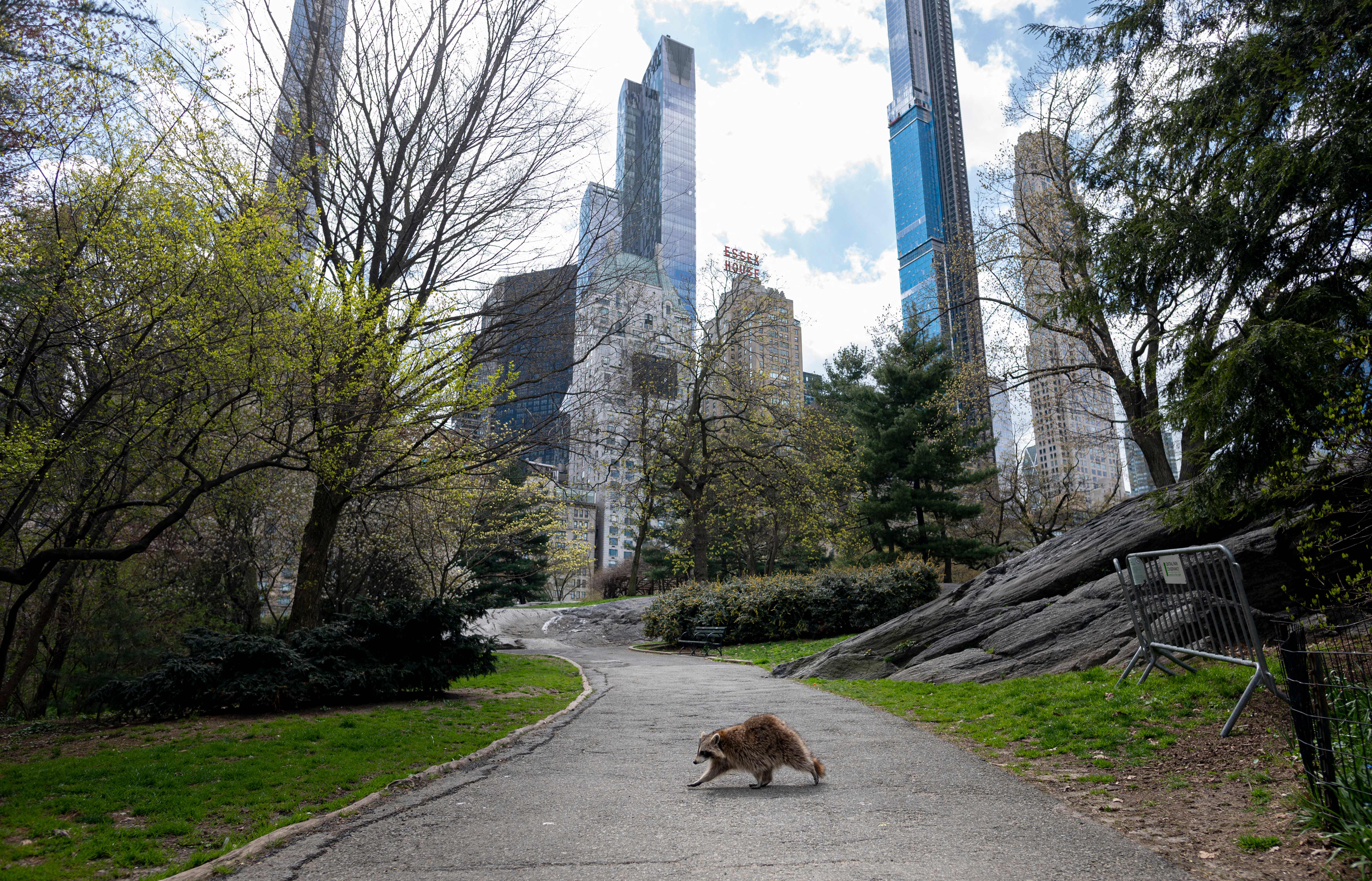 A raccoon walks through Central Park.