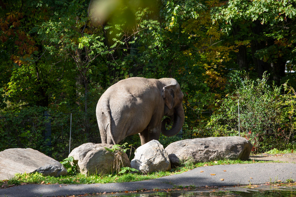 Happy the elephant at the Bronx Zoo roaming in her exhibit area