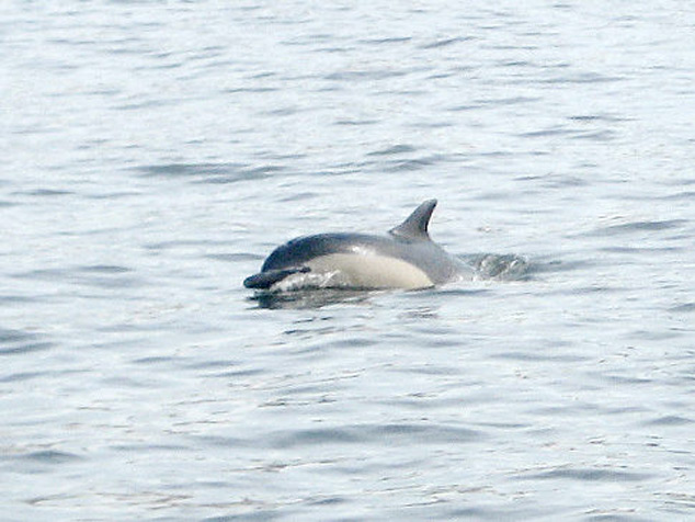 Dead dolphin washes onshore in Astoria, Queens