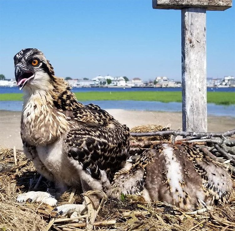 0054d01dbowl8-jpg.jpeg Baby osprey