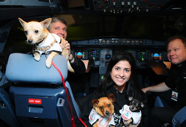 010610chi2.jpg Chihuahuas in the Virgin America cockpit before taking off this morning from SFO.