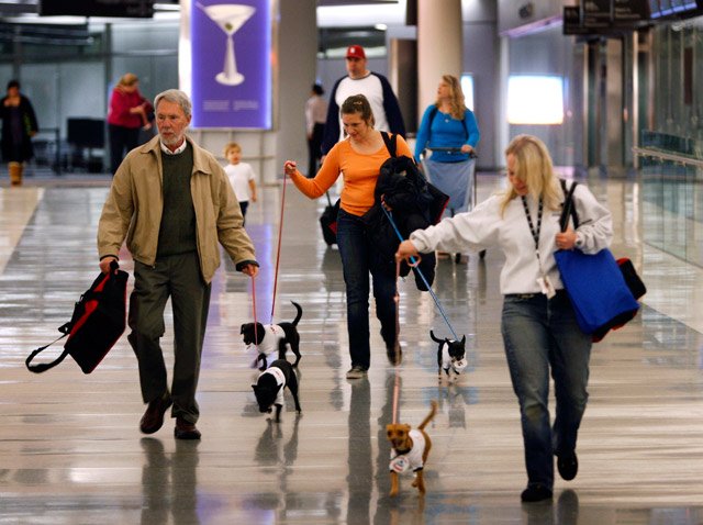 010610chi4.jpg Neil Mosher, left, Erika Slovikoski, center, and Sarah Buckenberger walk Chihuahuas through the terminal for a New York bound flight at San Francisco International airport.