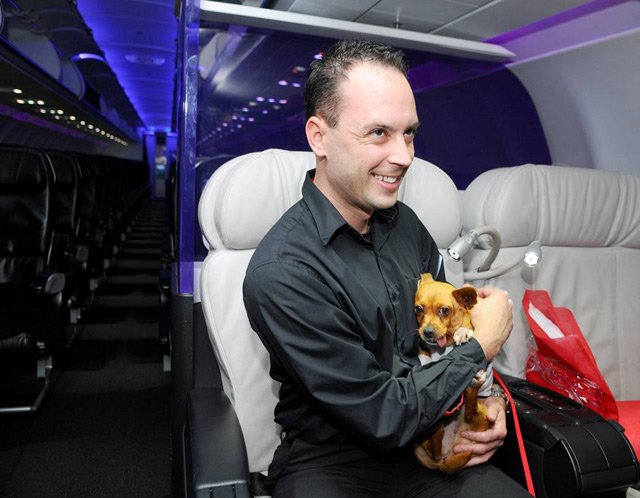 010610chi6.jpg Virgin America teammate Casey Hurst cuddles 'Colette' one of fifteen Chihuahua pups being flown to New York so they can be adopted into loving homes