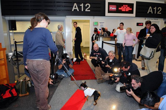 010610chi7.jpg Chihuahua pups are escorted down the red carpet to board a Virgin America flight from San Francisco International Airport (SFO).