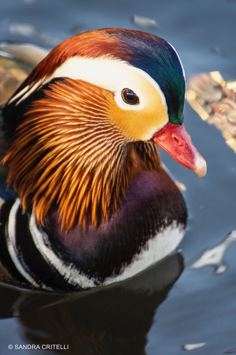 0125eec32dq7meywxcaapgsd-jpg.jpeg The duck on Thursday morning. (Photo by <a href="https://twitter.com/alexcritelli7/status/1058035932484562944">Sandra Critelli</a>)