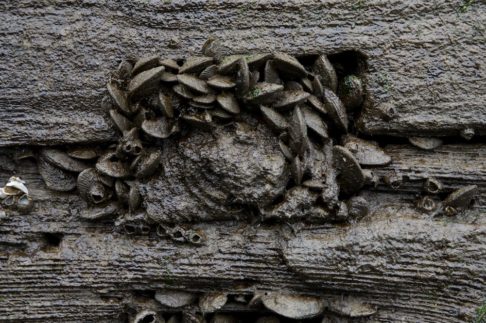 Barnacles and ribbed mussels attached to a wood wall.