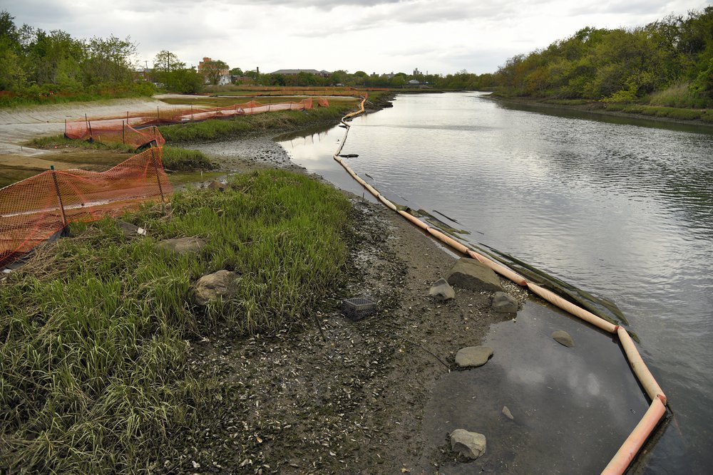 A wetlands restoration at the Fresh Creek Nature Preserve, May 11th, 2021