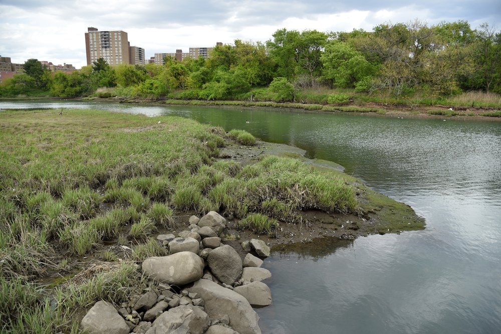 A salt marsh in the Fresh Creek Nature Preserve, May 11th, 2021