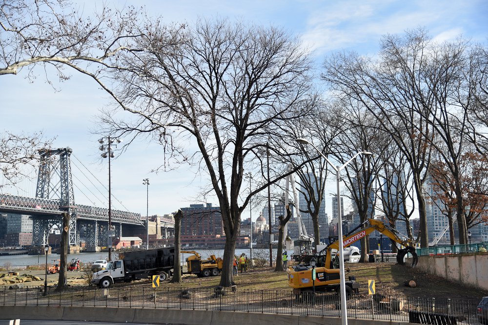 Hundreds of mature trees, many at least 80 years old, are being cut down to make way for a climate change barrier.