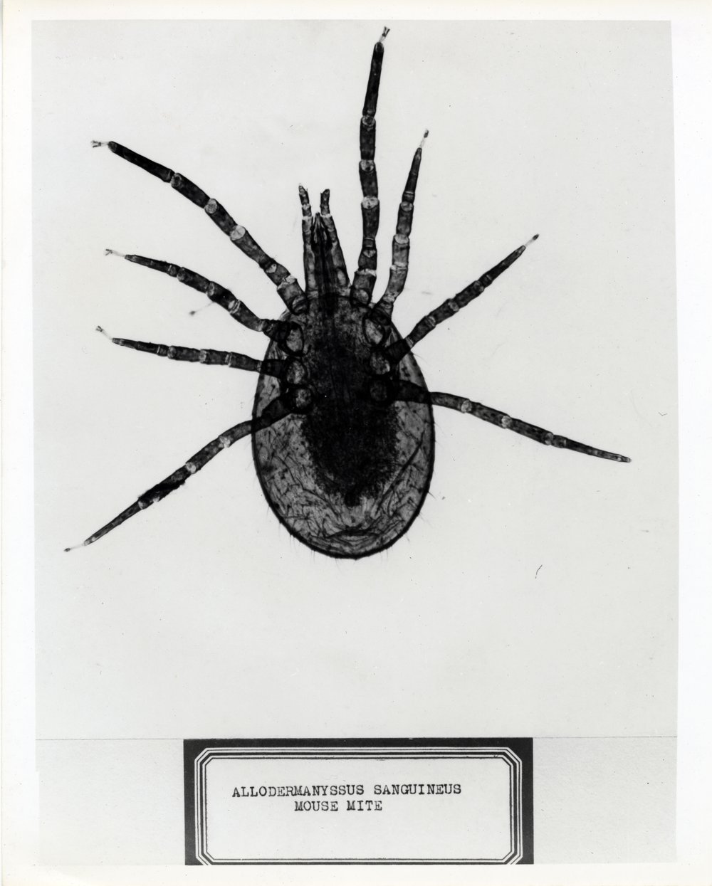 03fbd6fbdgermcity_9-jpg.jpeg Microscopic view of the mouse mite, c. 1946-50. (Courtesy of NIH Stetten Museum of Medical Research, National Institutes of Health, 1545-Ph)