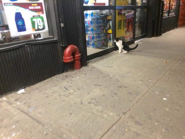 040683f7d2018_08_bodegastore-jpg.jpeg This bodega cat is not a huge fan of automatic doors! <br>(Stipica Bakovic)
