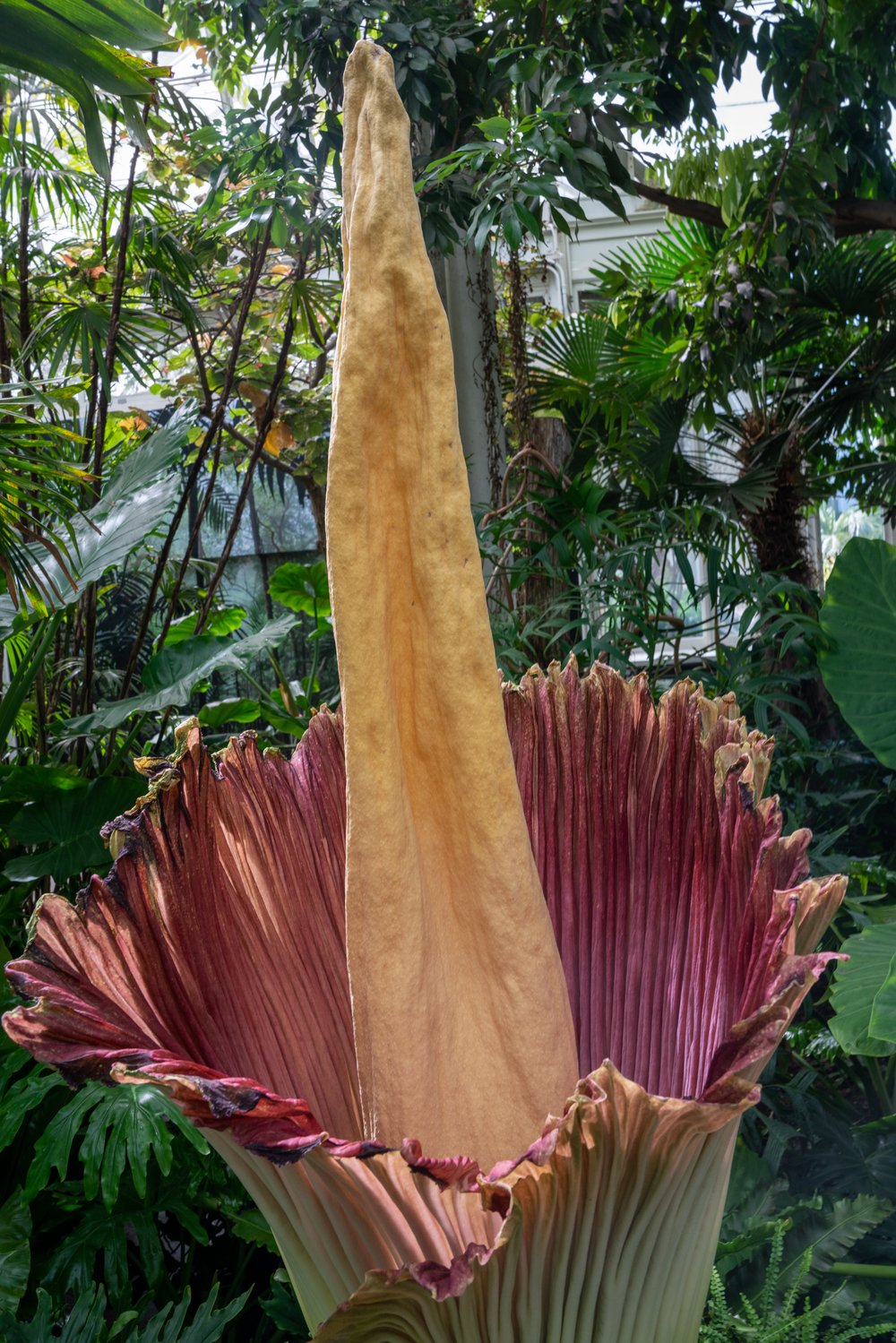 041c9e262a7r01216-jpg.jpeg The corpse flower