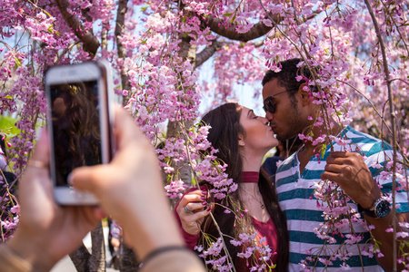 Frolic among the beautiful blooms at Sakura Matsuri, Saturday