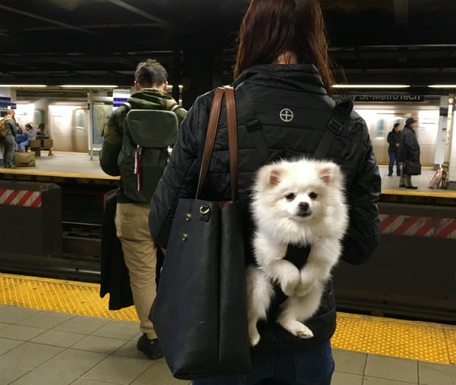 050218dog1.jpg