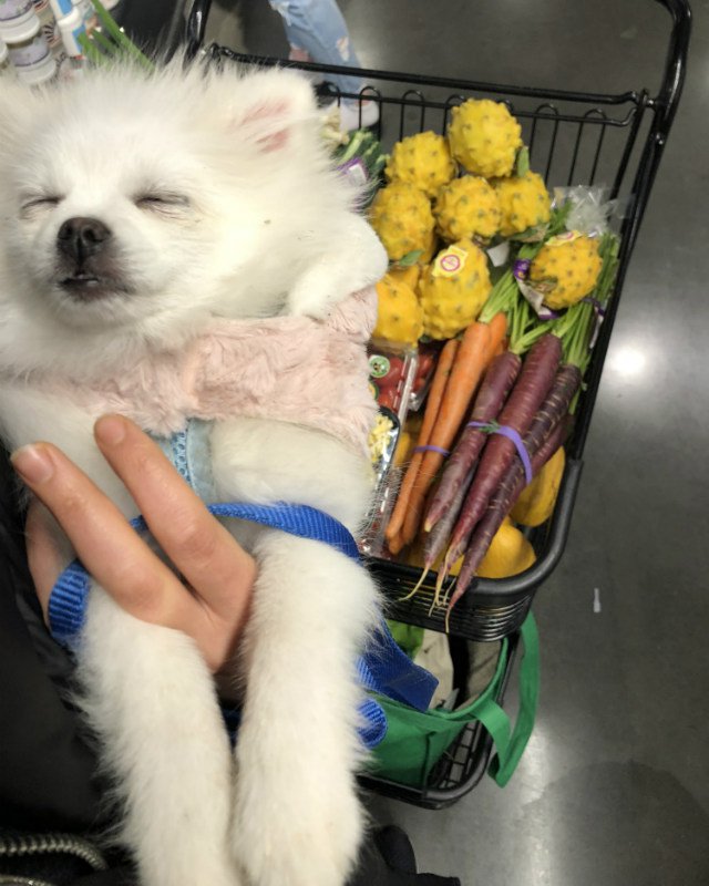 050218dog2.jpg