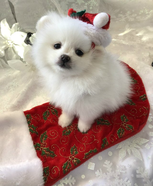 050218dog4.jpg