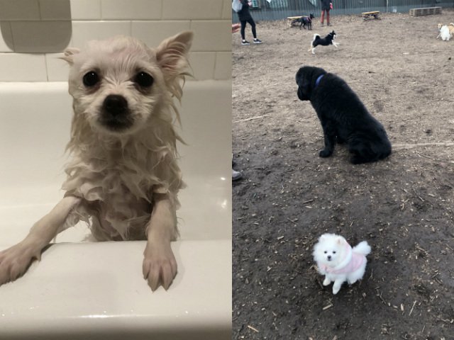 050218dog5.jpg