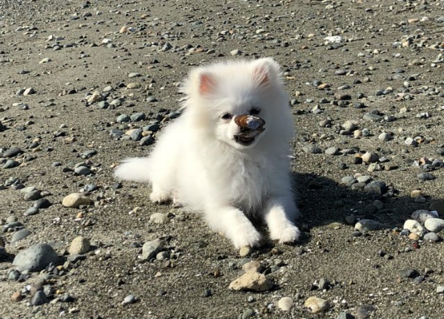 050218dog7.jpg