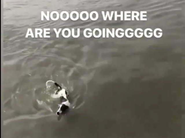 050619dogeastriver.jpg
