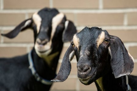 050719goat1.jpg