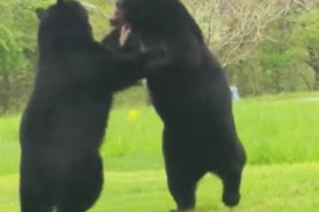 051019bear111%20%281%29.jpg