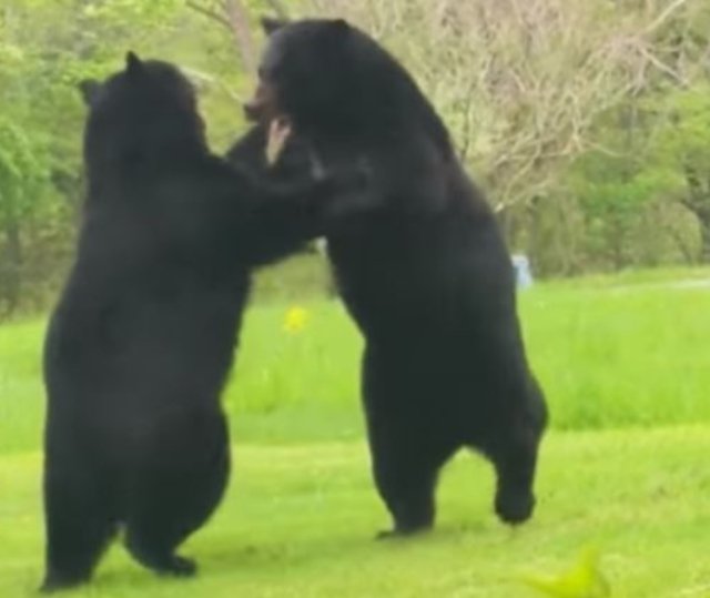 051019bear111%20%281%29.jpg