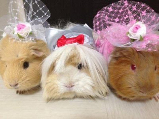 Via Guinea Pig Fashion