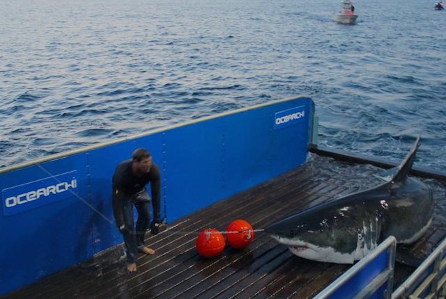 051315shark.jpg