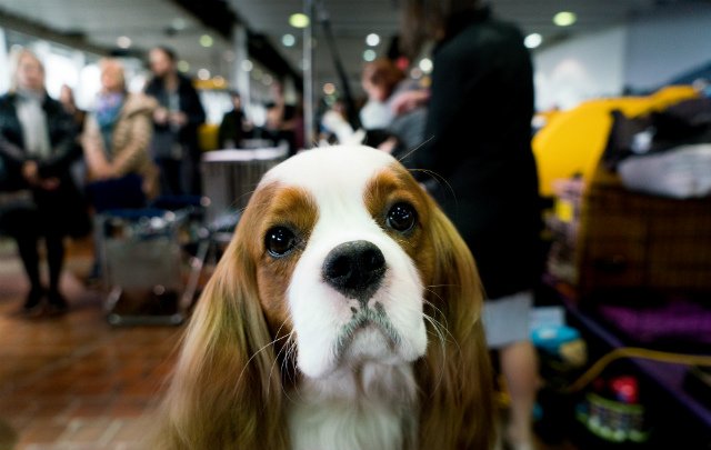 This King Charles Spaniel is not amused about how his brethren was treated