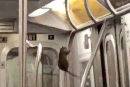 052918rat1.jpg