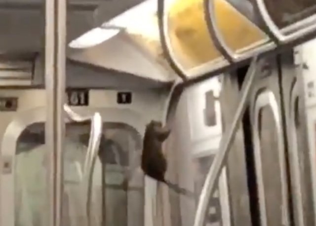 052918rat1.jpg