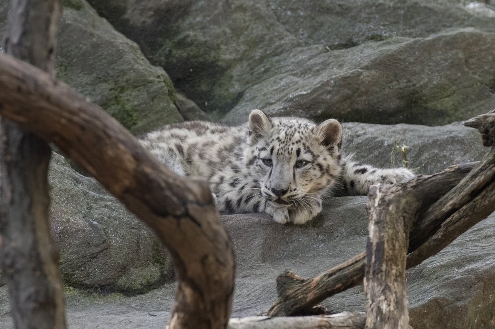 053f494d1julie-larsen-maher_8087_snow-leopard-cub_him_bz_09-07-17-jpg.jpeg