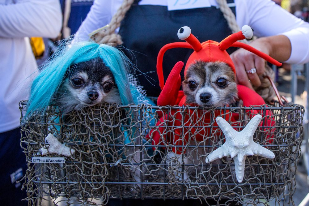 0588b524fdoghalloween-45-jpg.jpeg