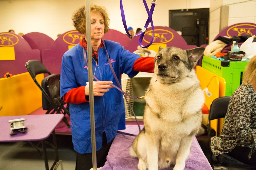 05ccd44ebwestminster23-jpg.jpeg This dog controls 90% of all ticketbots, ensuring that you’ll never see Bikini Kill . (Jenn Hsu/Gothamist)