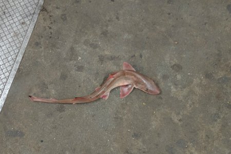 060519subwayshark1.jpg