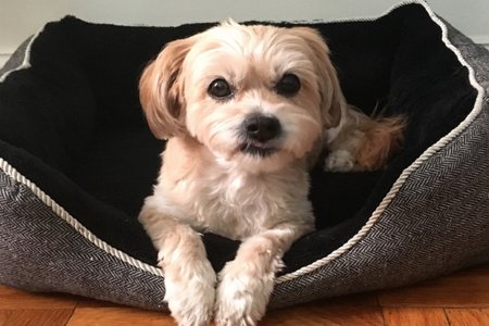 Benny the Shorkie!