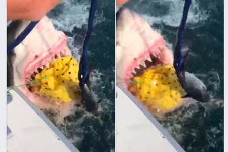 CHOMPY THE SHARK