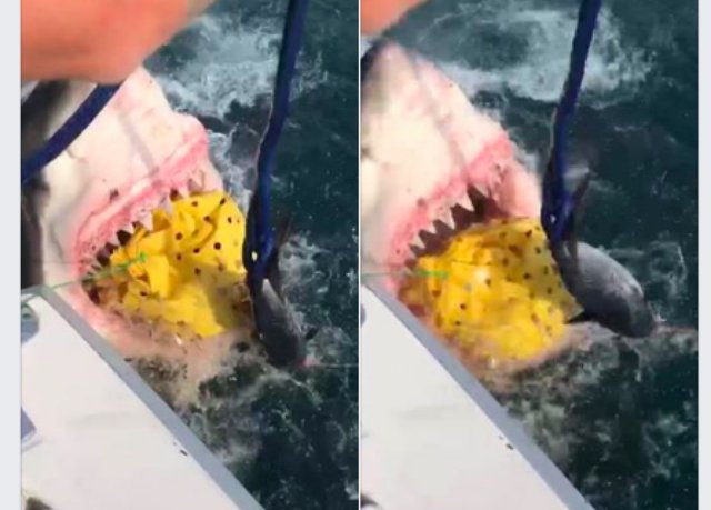 CHOMPY THE SHARK