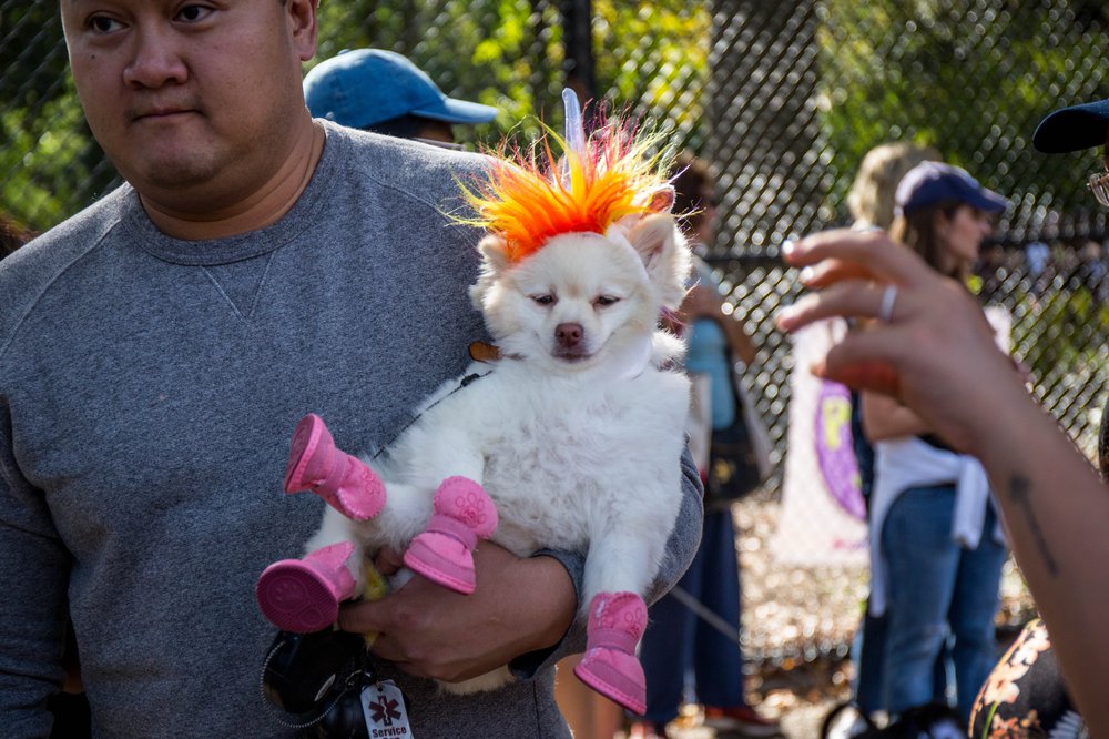 06b6a94b9doghalloween-182-jpg.jpeg