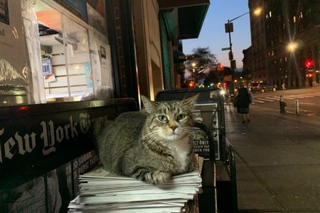 Photo by Jen Chung/Gothamist