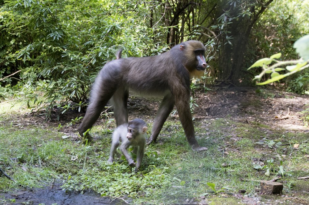 0776770a1julie-larsen-maher_2827_mandrill-and-baby_con_bz_08-12-18-jpg.jpeg
