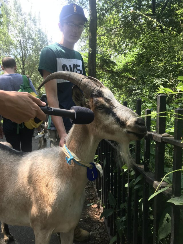 080119goat6.jpg