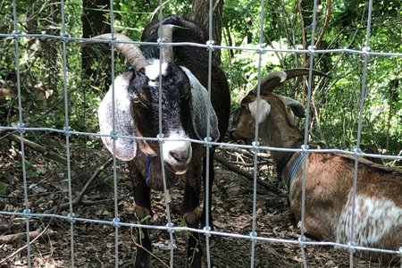 080119goat7.jpg