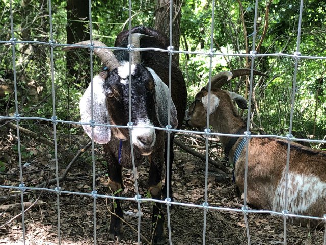 080119goat7.jpg