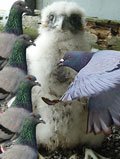 0809pigeonviolence.jpg