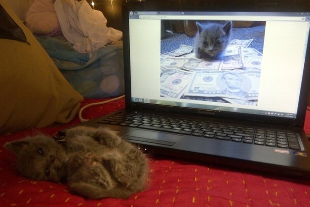 082112cashcat.jpg I can haz munnys? Starving lolcat artists will gather in the DUMBO Loft for a one-night-only exhibition and party titled Cashcats.biz: How the One Purrrcent Really Live. The exhibit will feature mixed media works and previously unseen photos by the members of the highly amusing Cashcats.biz. This is a crowdsourced show, so if you think you're unusually good at committing pictures of cats with swag to film, feel free to check out the "Call 4 Entries" here. (Rachel Pincus)Thursday, September 6th, 8 p.m. to 11 p.m. // DUMBO Loft // Free