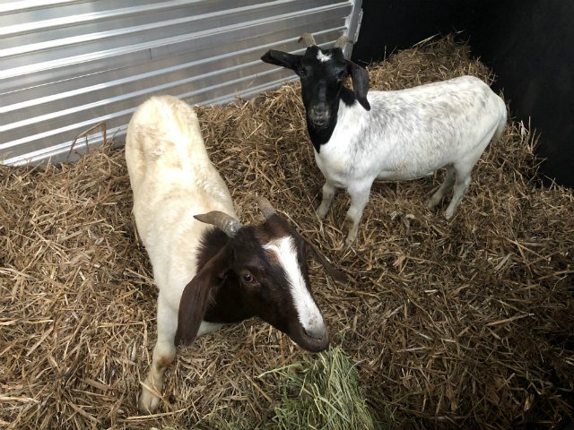 082118goat1.jpg