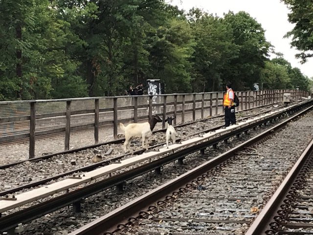 082118goat3.jpg The goats when they were first spotted on the tracks